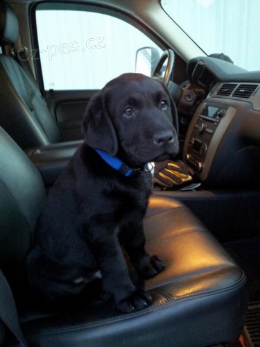 Zdrav� �t��ata �ern�ho labradorsk�ho retr�vra k adopci.