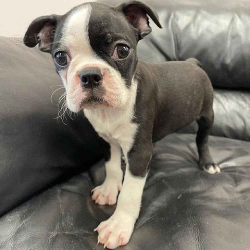 o�kovan� �t��ata bostonsk�ho teri�ra k adopci