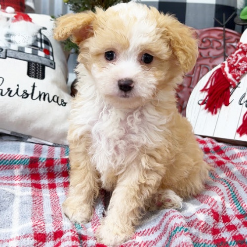 Kr�sn� a rozko�n� �t���tka Aussiedoodle (plemena australsk�ho ov��ka a pudla) k adopci
