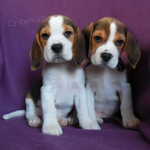 �t��ata trojbarevn�ho b�gla k adopci.