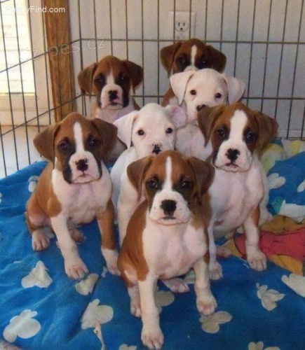 N�meck� boxer �t��ata k ADOPCI