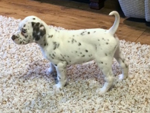 Kr�sn� a zdrav� o�kovan� �t���tka dalmatin� k adopci