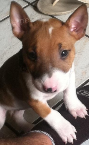 kr�sn� �t��ata anglick�ho bulteri�ra k adopci.