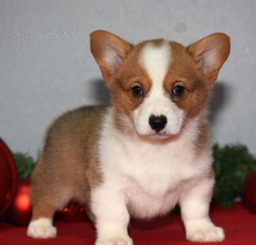 zdrav� �t��ata Pembroke Welsh Corgi k adopci.