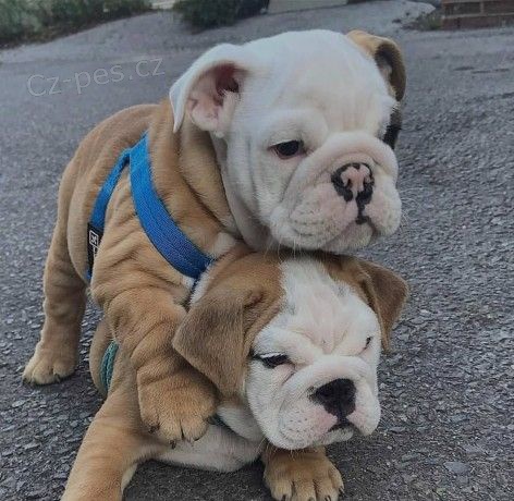 Kr�sn� �t��ata anglick�ho buldo�ka k adopci