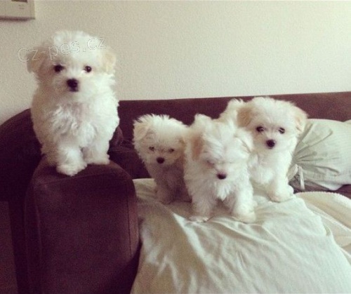 O�KOVAN� �t���tka mini malt�z��ek k adopci.