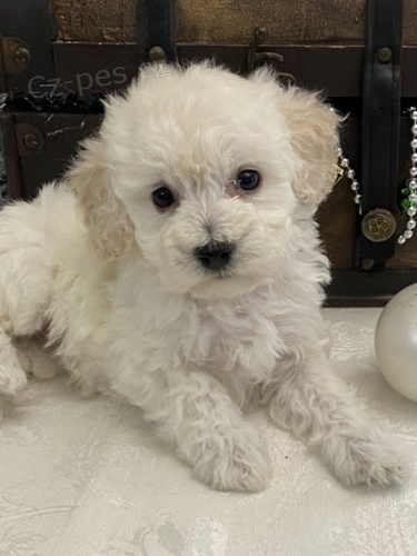 Rozko�n� �t���tka Bi�onka Poo k adopci.