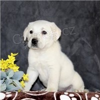 �t��ata labradorsk�ch retr�vr�.