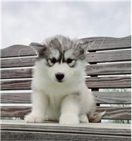 �t��ata sibi�sk�ho husky.