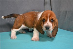 Roztomil� �t��ata Basset Hound.