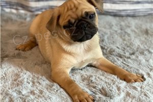 Rozko�n� �t��ata mopsl�k�.