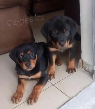 Roztomil� �t��ata rottweiler�.