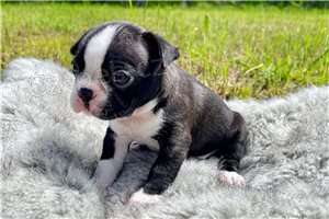 �t��ata Bostonsk�ho teri�ra.