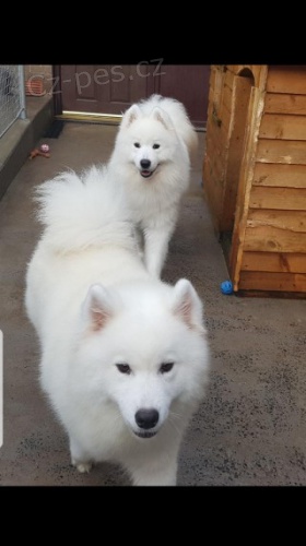 ڞasn� Samoyed �t��ata.