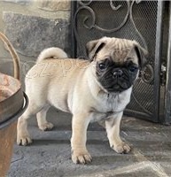 Mopsl� �t��ata p�ipravena.