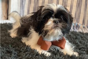 Kr�sn� Shih Tzu �t���tka p�ipravena.