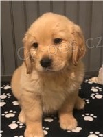 Kr�sn� zlat� retr�vra �t���tka p�ipravena.