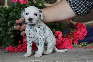 Kr�sn� dalmatsk� �t���tka p�ipraveny.