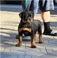 Kr�sn� �t���tka Rottweiler p�ipravena.