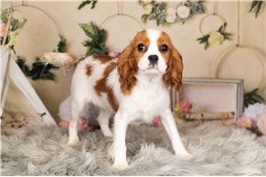 Kaval�r King Charles �pan�l �t��ata.