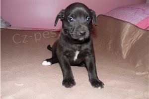 Chytr� �t��ata staford��rsk�ho bulteri�ra.