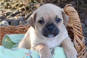 P�kn� �t���tka mopsl�k�.