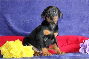�t��ata doberman�.