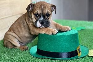 �t��ata anglick�ho buldoka.