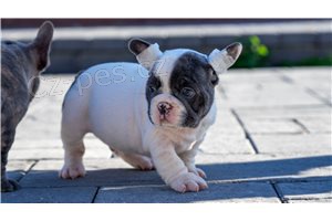 �t��ata francouzsk�ho buldo�ka.