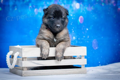 Belgick� ov��k Tervueren s PP - fenky