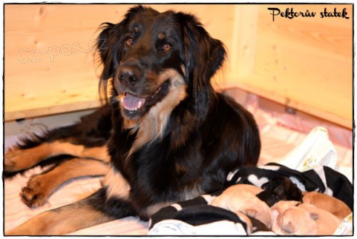 Hovawart - �t��ata s pr�kazem p�vodu