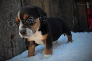 Sladk� �t��ata b�gl�.