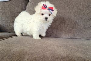 Sladk� maltsk� �t��ata.