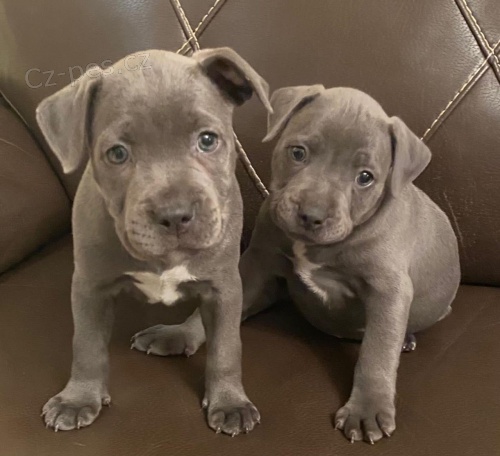 Staford��rsk� teri�r