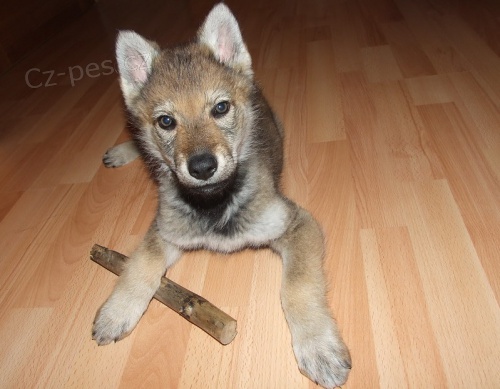 �t��ata �eskoslovensky vl��k