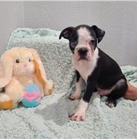 �t��ata Bostonsk�ho teri�ra.