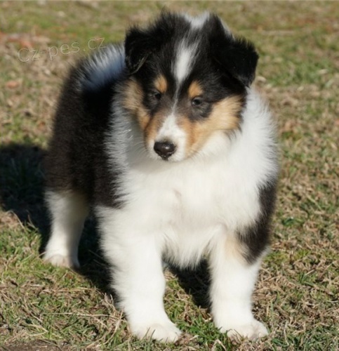 Roztomil� �t���tka kolie