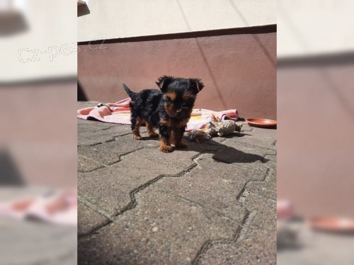 �t�n� jork��rsk�ho teri�ra (fenka) ihned k odb�ru