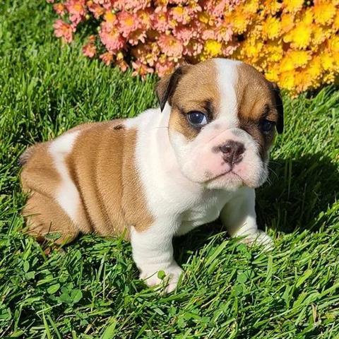 �t��ata anglick�ho buldoka.