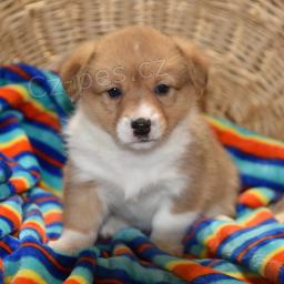 Welsh Corgi Pembroke �t��ata.