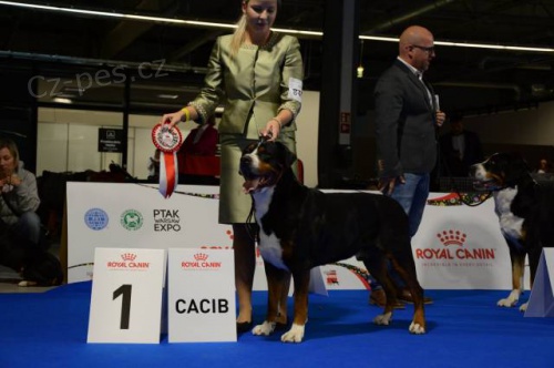 Ve�k� �vaj�iarsky sala�n�cky pes