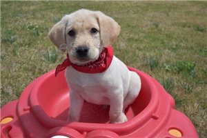 Sladk� labradorsk� �t��ata.