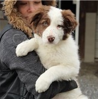 �t��ata sladk� border kolie.