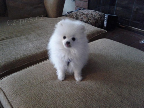 Kr�sn� pomeransk� �t���tka.