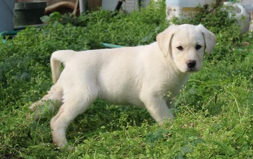 �t��ata labradorsk�ho retr�vra.