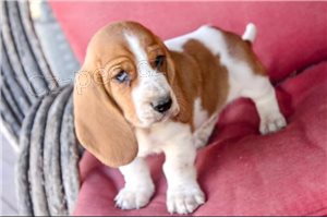 �t��ata Basset Hound.