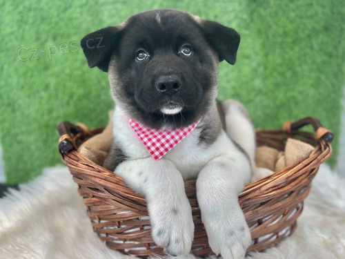 �t��ata akita inu  jsou v�m k dispozicii.