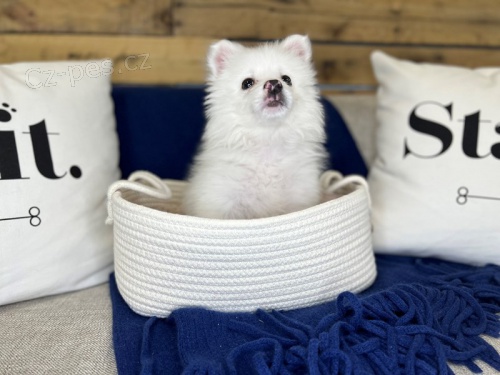 roztomil� americk� eskim�ck� �t��ata k adopci