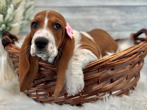 kr�sn� �t���tka Basset Hound hledaj�c� nov� domovi
