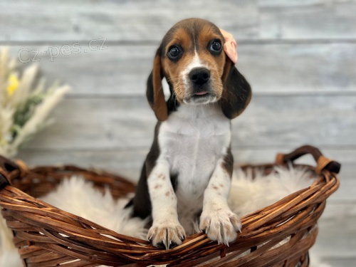 �t��ata  beagle, zoufale pot�ebuj�c� nov� domovy, ne na prodej, ��astn� nov� rok.